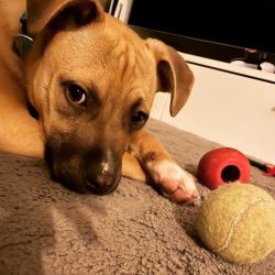 Educación canina amable en Pamplona para perros adoptados y familias Kidukan adopción, adaptación, ppp adoptado