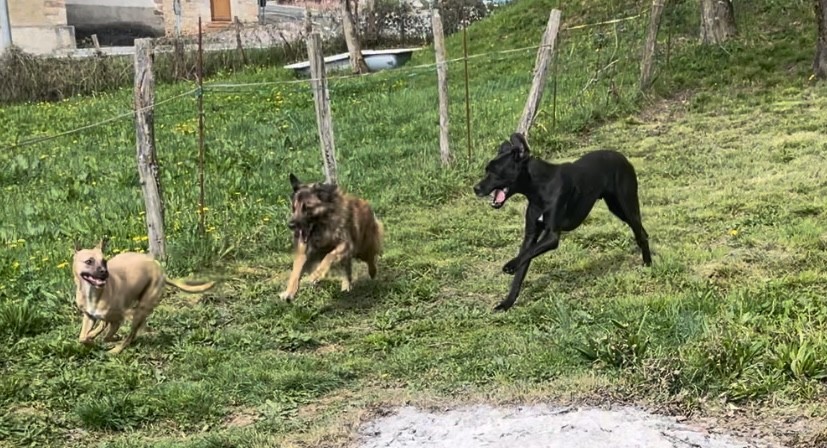 Perros jugando, socialización canina, educación en grupo, sesión grupal perros, tribu de patas, conexión entre perros, educación amable